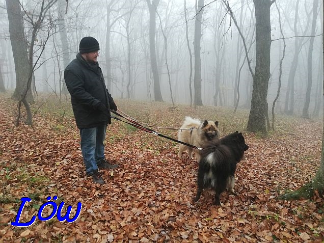 24.11.2020 - Der Nebel fällt ein